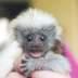 Tamarin's Avatar
