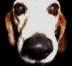 befree's Avatar
