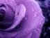 BillyNee's Avatar